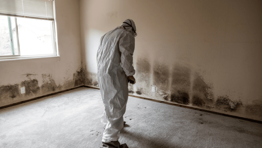 Mold remediation