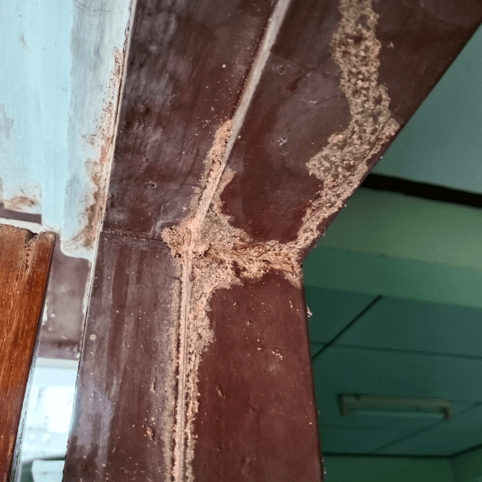 Termite Inspection